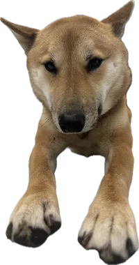 Logan the dog
