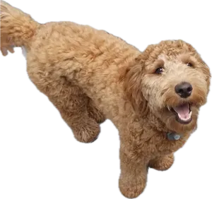 Lola the goldendoodle