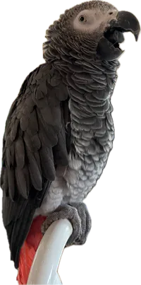 Shabu the parrot